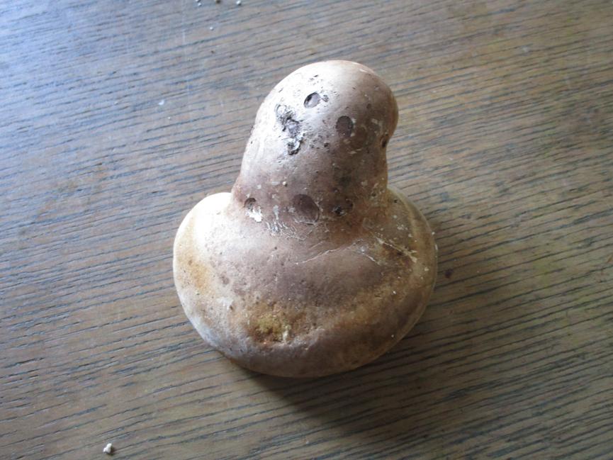 Bild 2 Verschenke junge Birkenporlinge (Vitalpilz, Heilpilz)