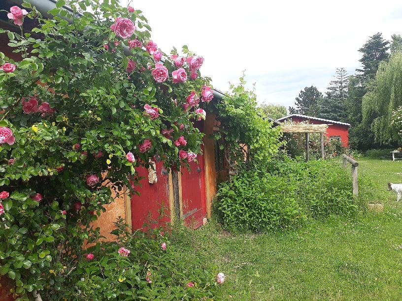 Bild 1 Zimmer in Leipzig Leben & Arbeiten auf kleiner Pferdefarm