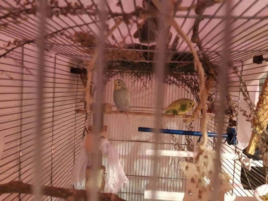 Bild 1 VOGELBAUER 'Rose' abzugeben, sehr geräumig