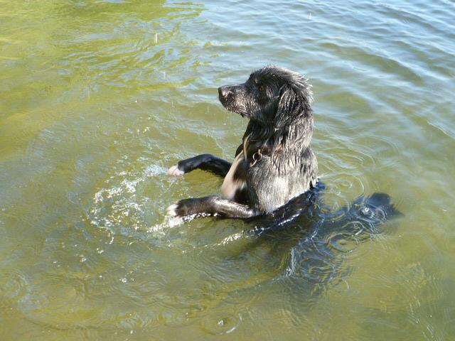 Bild 5 Urlaub Ferienhaus Bungalow Ferienwohnung in Carwitz am See Feldberger Seenplatte