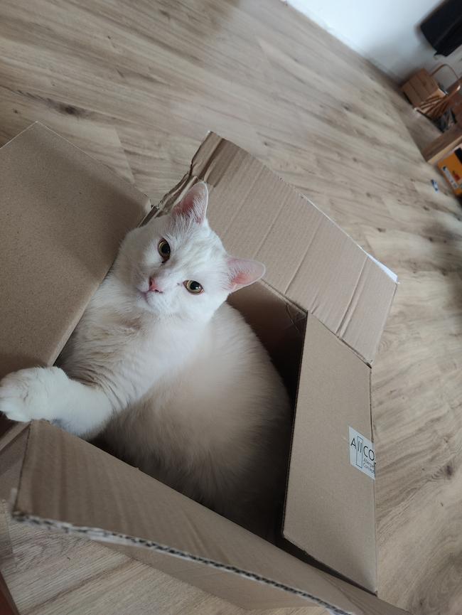Bild 3 Tauber Nanouk sucht Zuhause
