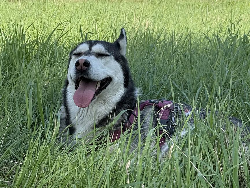 Bild 1 Hundebetreuung in Coburg gesucht