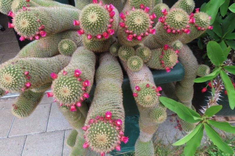 Bild 5 Mammillaria backebergiana