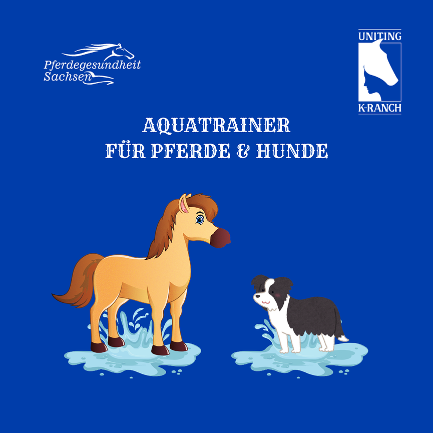 Bild 1 Aquatraining für Pferde und Hunde