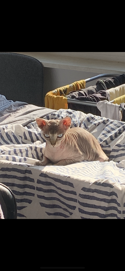 Bild 1 Nackt Katze