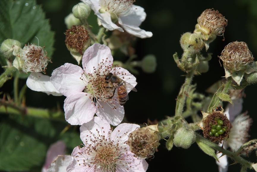 Bild 1 Lust auf Garten?
