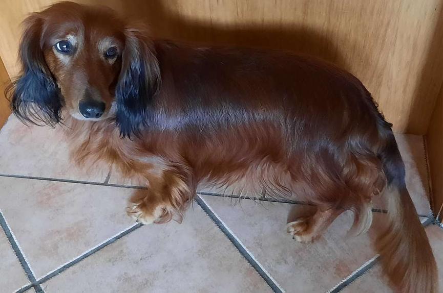 Bild 1 Wer geht mit mir Gassi?