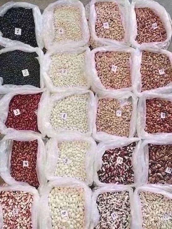 Bild 1 Beans Wholesale from a Ukrainian Company