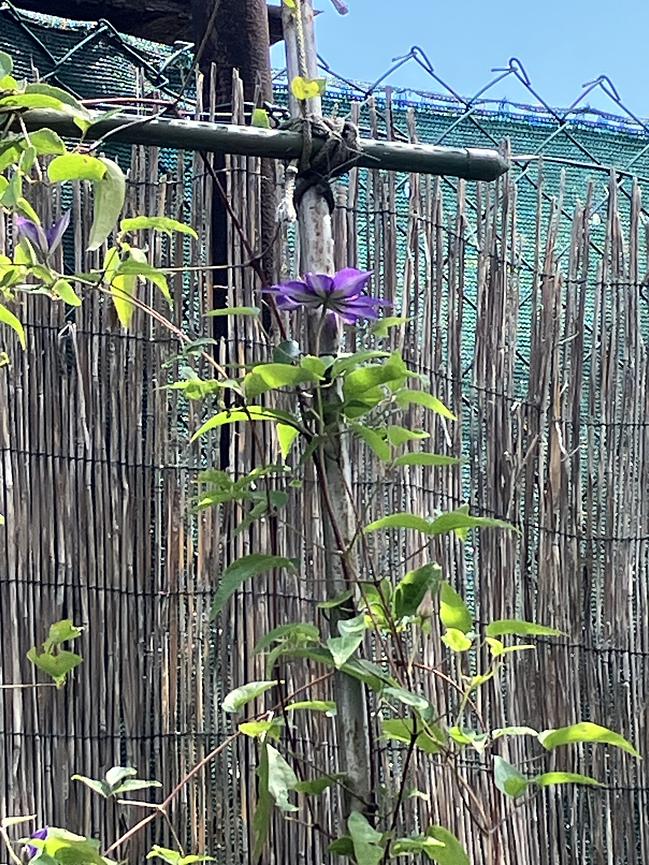 Bild 2 Garten zu verschenken