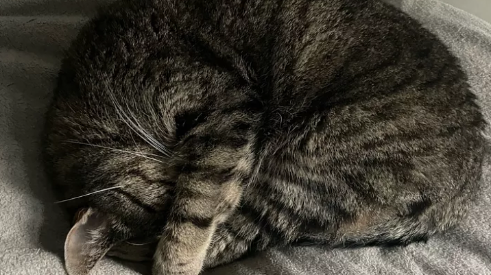 Bild 1 Kater braucht Hilfe