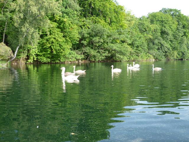 Bild 7 Urlaub Ferienhaus Bungalow Ferienwohnung in Carwitz am See Feldberger Seenplatte