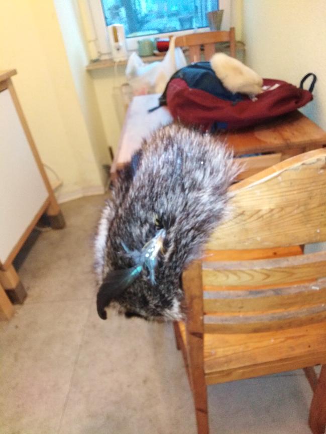 Bild 1 Verschiedene Pelzsachen warm