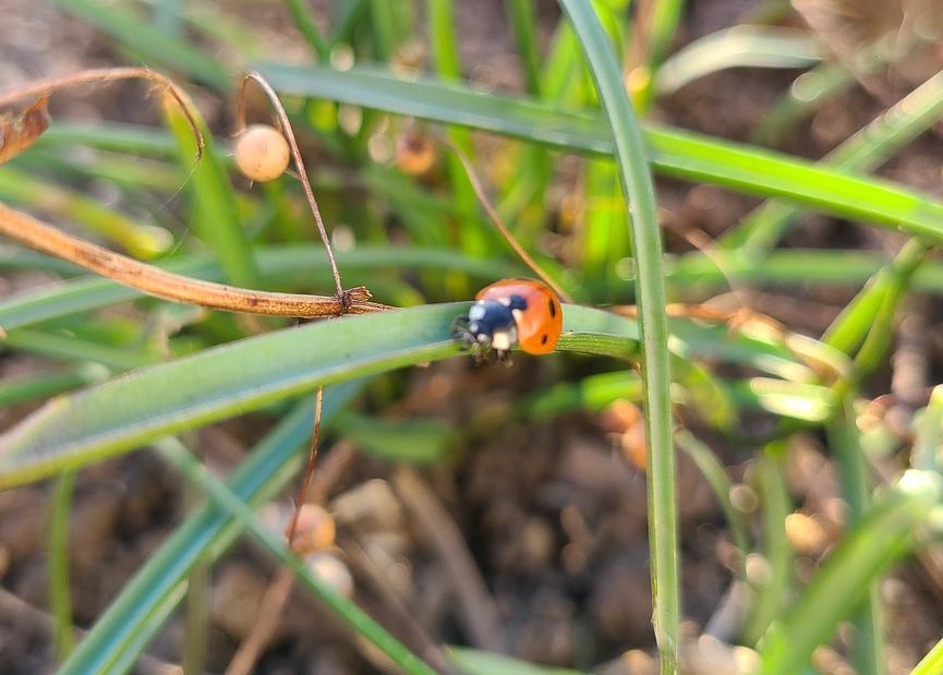 Bild 1 GG-(Garten-Gemeinschafts-)-Partner/-in gesucht