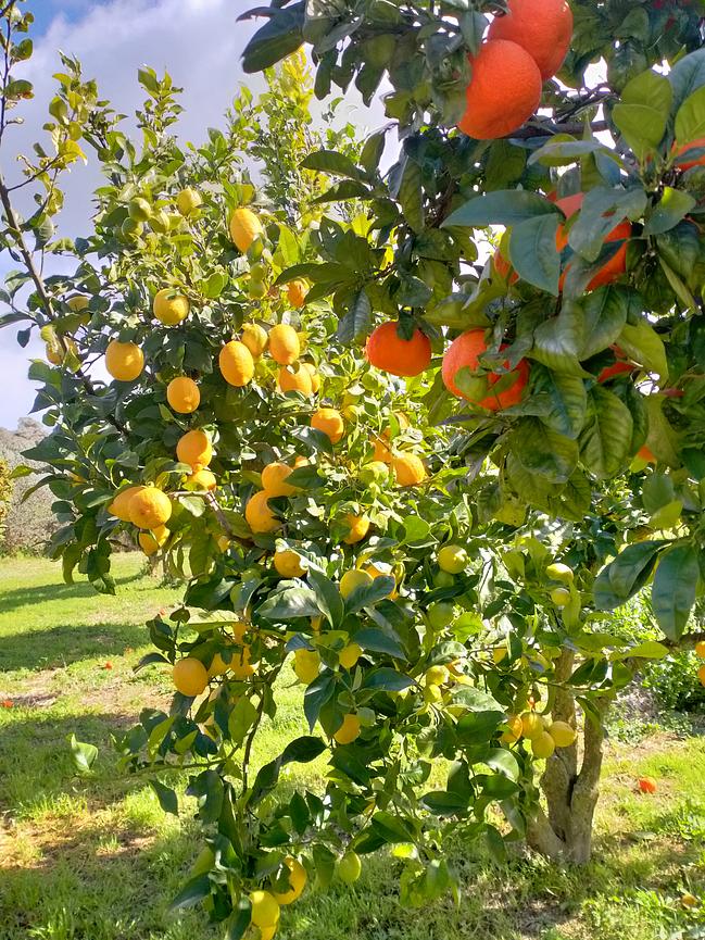 Bild 3 Ostern auf Mallorca?