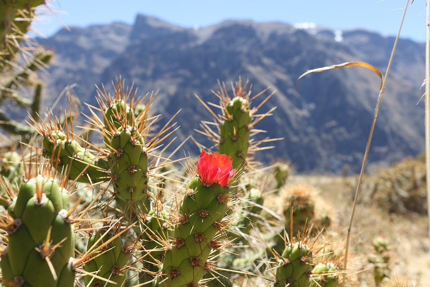 Bild 3 Peru-Filmprojekt: Suche Storytelling-Talent in Leipzig (2.600€ All-In )