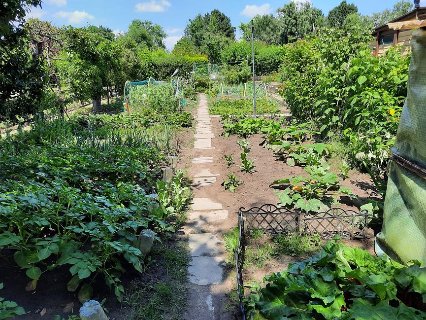 Bild 3 Schrebergarten im Heidberg Braunschweig zu verkaufen - ab sofort