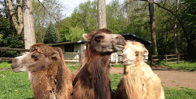Vorschaubild Kamelreiten im Leipziger Zoo,Tierpflege 
