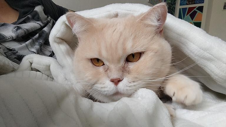 Vorschaubild Meine Katze Emilia braucht eine Zahnsanierung 