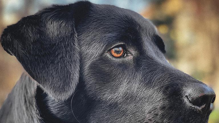 variable Hundebetreuung gesucht