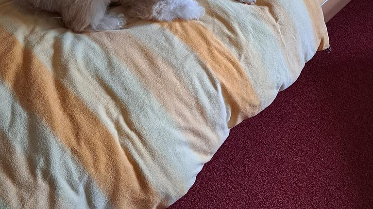 Hundebetreuung / Teilzeithund