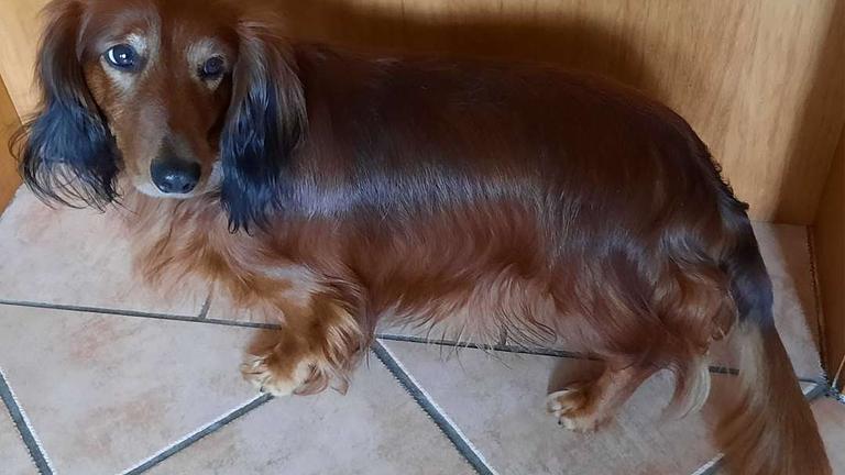 Wer geht mit mir Gassi?