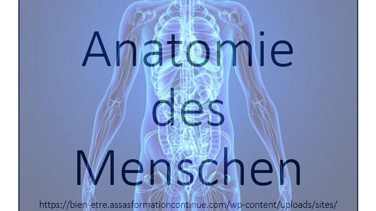Erstellung von Lehrmaterial im Fach Anatomie/Physiologie