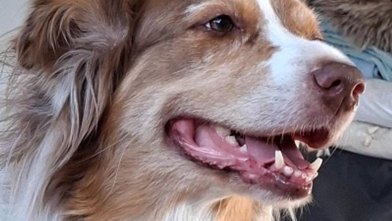 Hundefreunde aufgepasst!!!