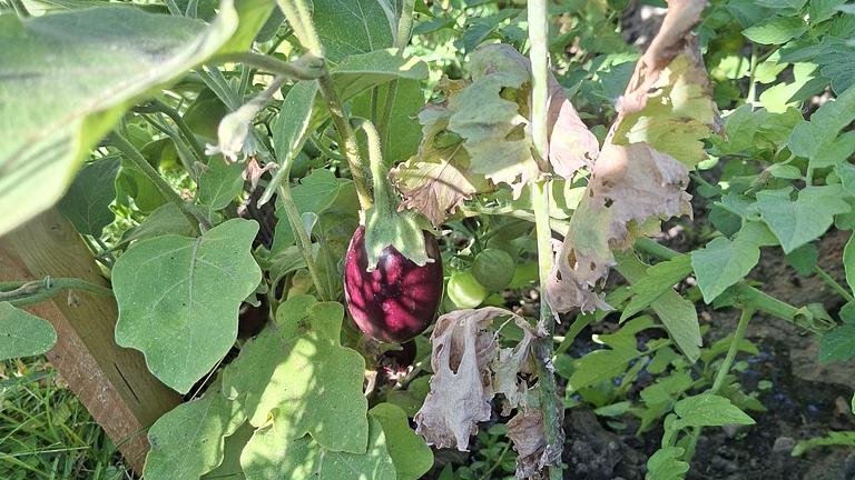 Hilfe im Garten gesucht?