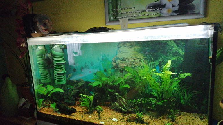 Vorschaubild Glasaquarium dicht 80x40x30 mit Eheimpumpe und sehr viel Zubehör