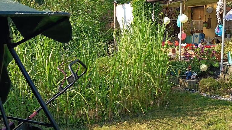 Selbstversorger, Kleingarten Neukieritzsch, kostenlos, gut erreichbar, Laube