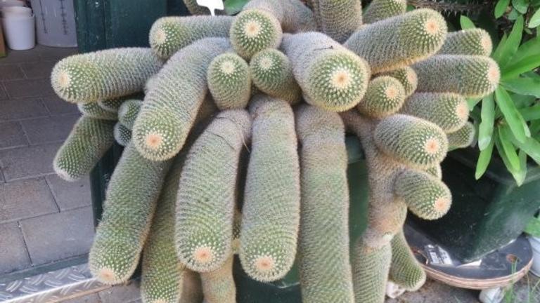 Mammillaria backebergiana