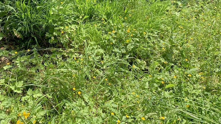 Mitbewohner:in gesucht: Wochenend- und Ferienhaus mit Garten am Tor zum Odenwald