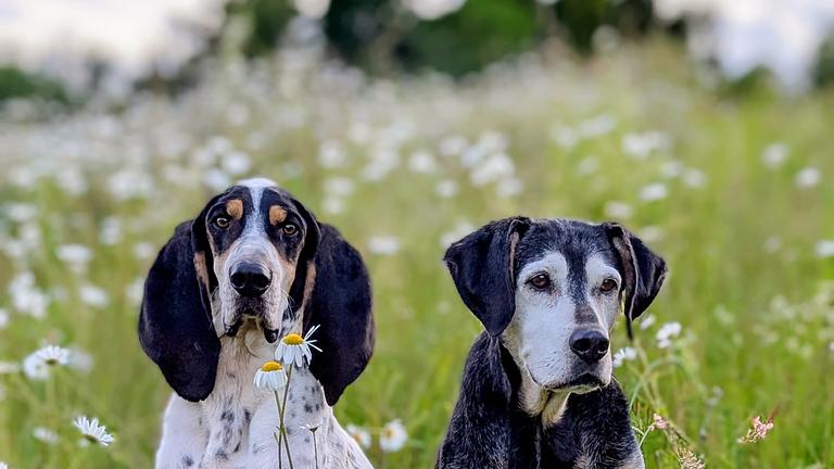 Urlaub im Haus mit Garten + Auto gegen zuverlässige Betreuung unserer 2 Hunde 🐾