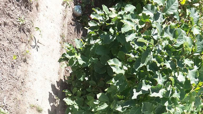 Suche nette/netten Mitbewohner