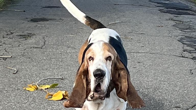 Urlaub Hundebetreuung