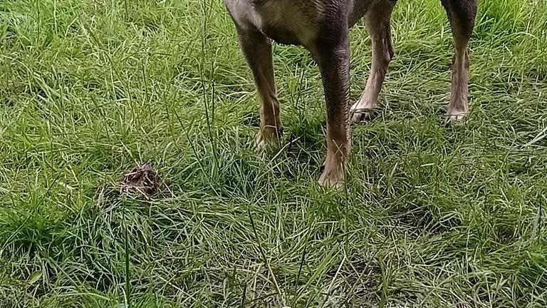 Gassigänger gesucht