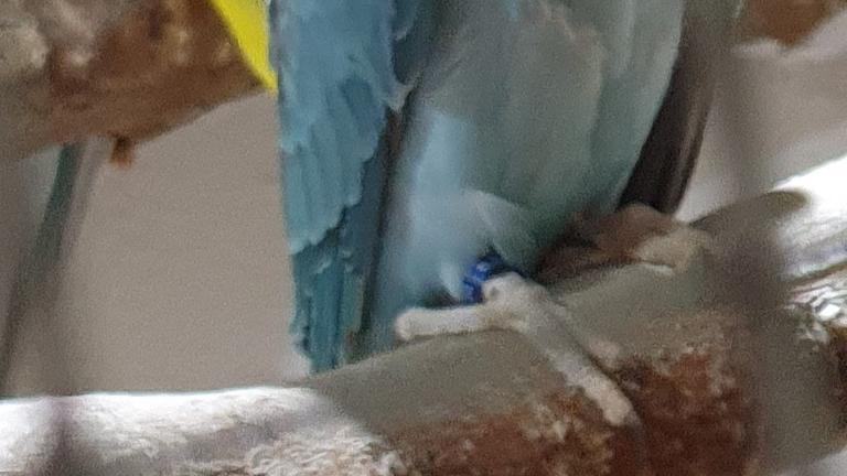 Vorschaubild Junge Halsbandsittiche 