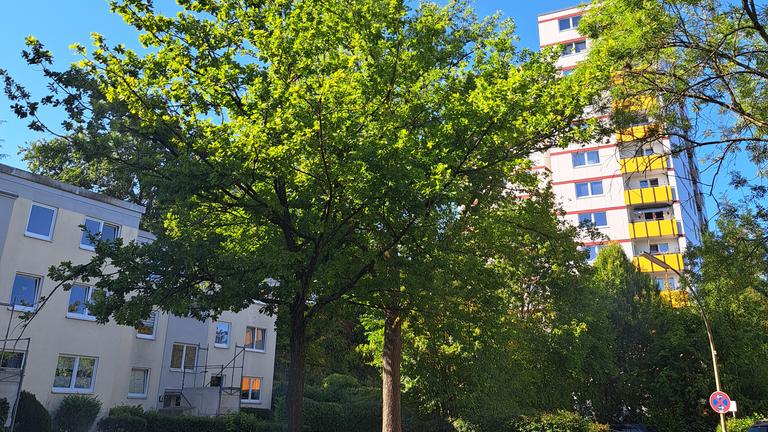 2 Zimmer, 45m2 in Harburg zu vermieten