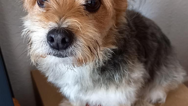 suche Zimmer in einer Notlage für mich und meinen Hund