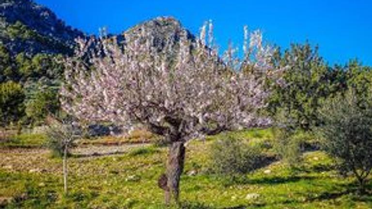 Reisepartner/in zur Mandelblüte auf Mallorca gesucht