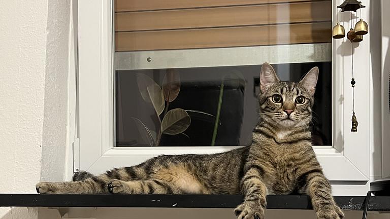Vorschaubild Biete gratis Wohnung gegen Katzensitting