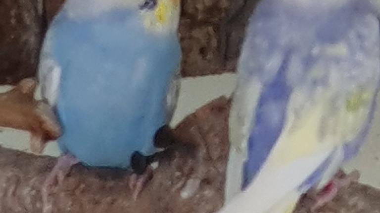 Vorschaubild Junge Wellensittiche 