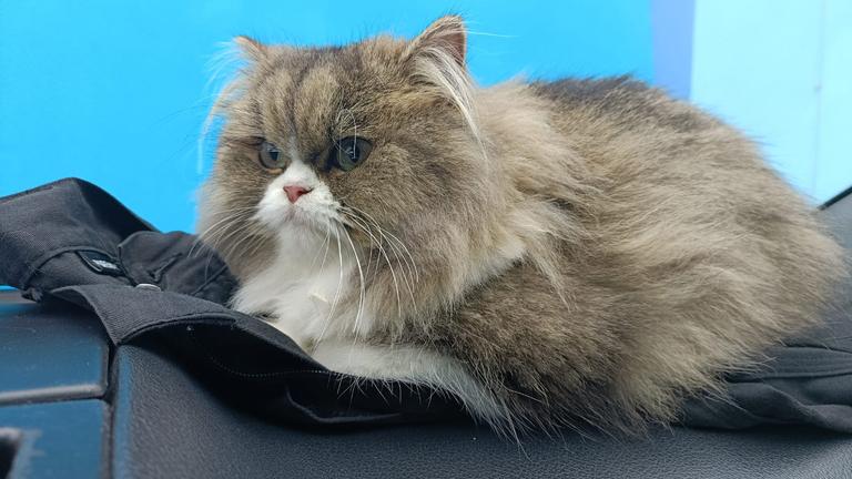 Katze Lili U-Bahn Kronenplatz entführt, gestohlen am Freitag 28.08. um 23:08 Uhr