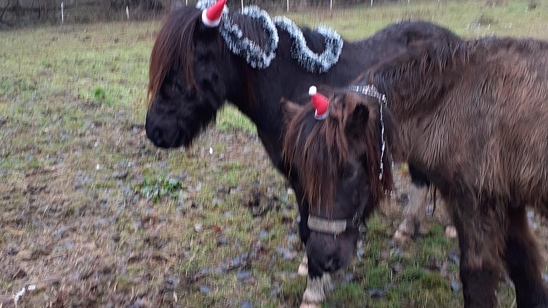 Reitbeteiligung auf Isländer