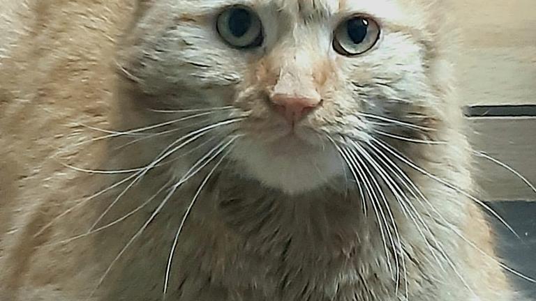 Vorschaubild Kater Bobby sucht ein zu Hause 