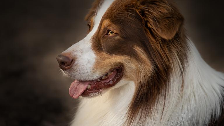 Vorschaubild Hundefotografie - Oldenburg / Bad Zwischenahn