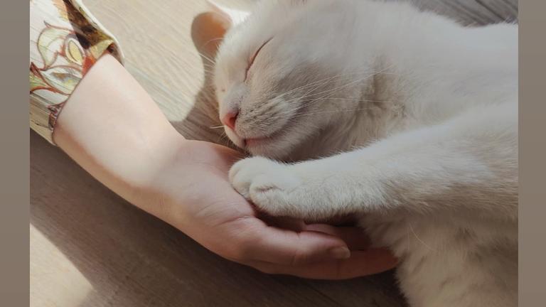 Tauber Nanouk sucht Zuhause