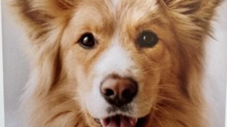 Neueröffnung in Esslingen: Tiernaturheilpraxis Andrea Peters