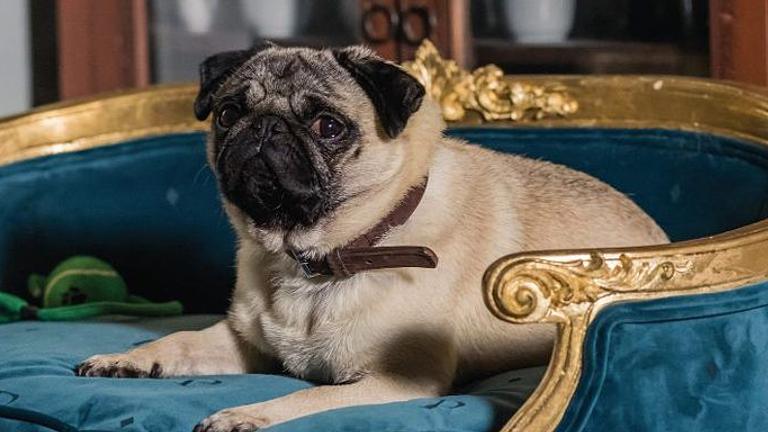 Wir suchen den FILMSTAR von morgen - DEINEN HUND