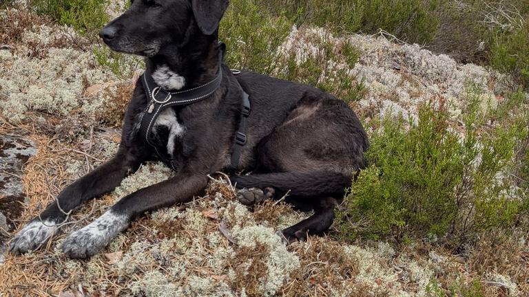 Hund sucht Betreuung für 3 Tage/Monat